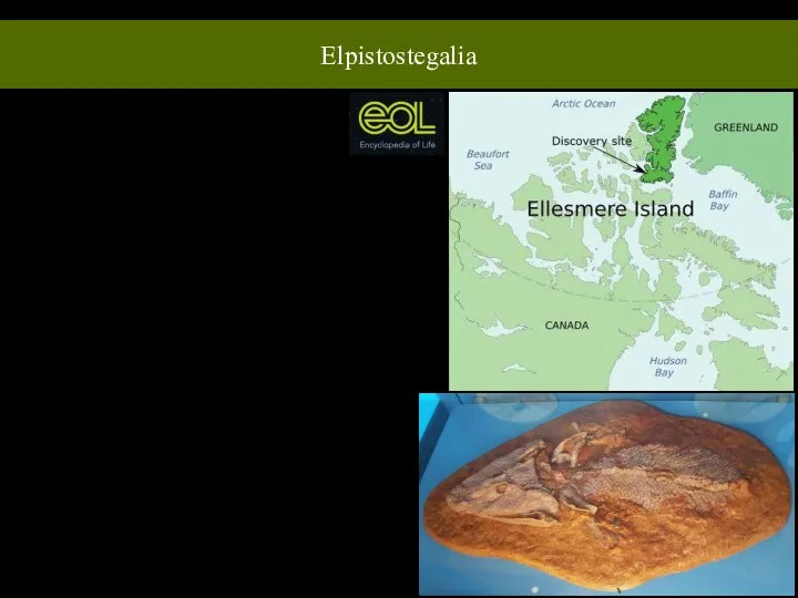 Elpistostegalia Систематика Класс: Лопастеперые Sarcopterygii Подкласс: Dipnoi+Porolepimorpha Таксон без ранга: Rhipidistia Таксон