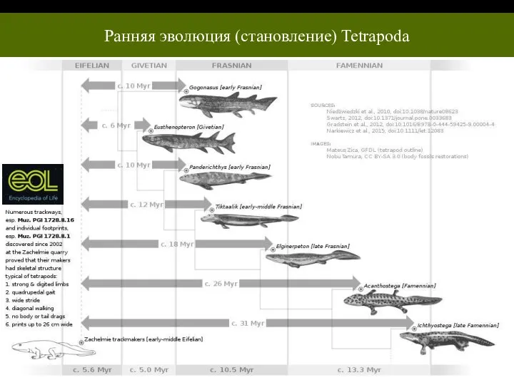 Ранняя эволюция (становление) Tetrapoda