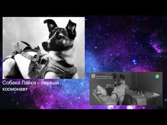 Собака Лайка – первый космонавт