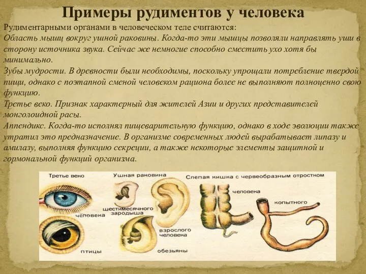 Примеры рудиментов у человека Рудиментарными органами в человеческом теле считаются: Область мышц