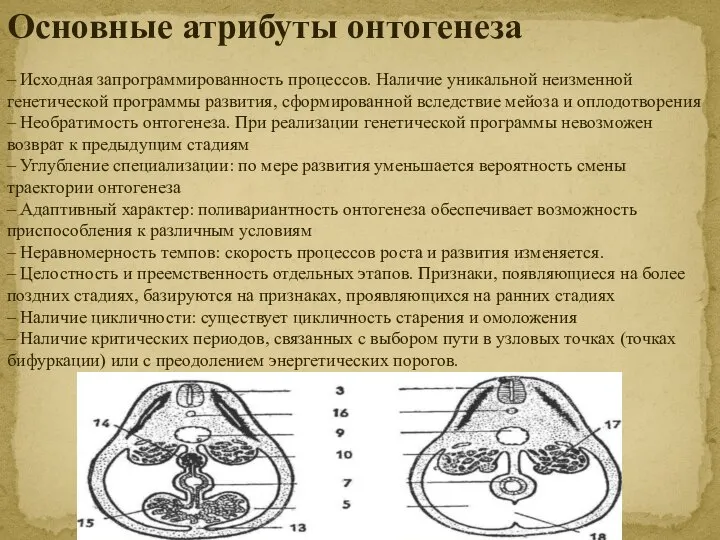 Основные атрибуты онтогенеза – Исходная запрограммированность процессов. Наличие уникальной неизменной генетической программы