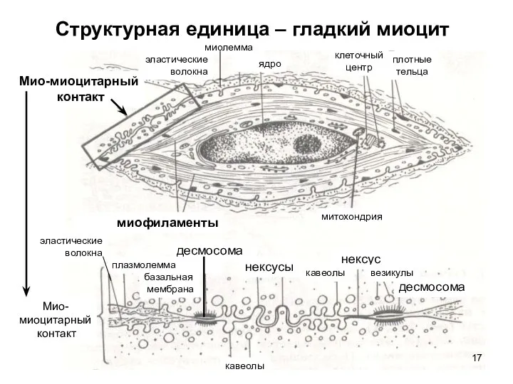 Структурная единица – гладкий миоцит Мио-миоцитарный контакт миофиламенты митохондрия плотные тельца клеточный