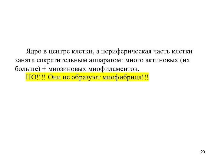 Ядро в центре клетки, а периферическая часть клетки занята сократительным аппаратом: много