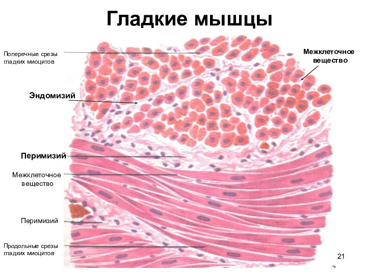 Гладкие мышцы Поперечные срезы гладких миоцитов Продольные срезы гладких миоцитов Перимизий Перимизий