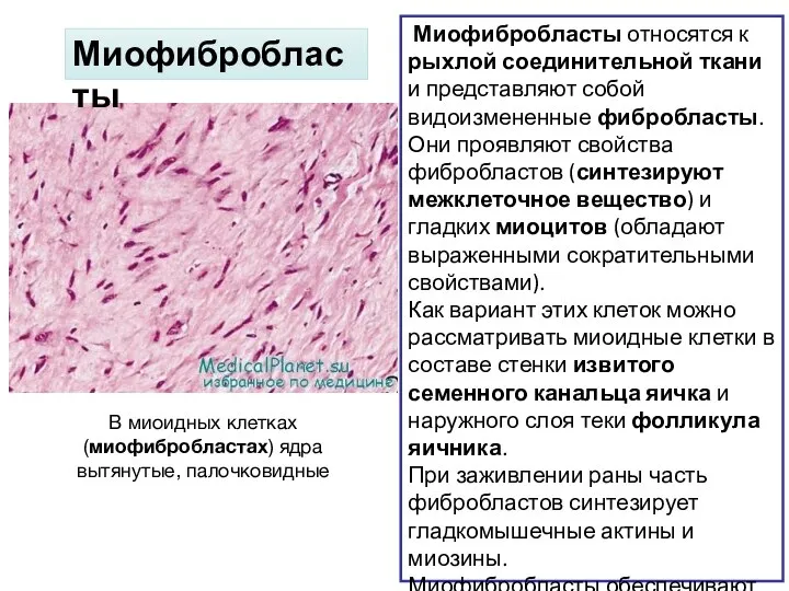 В миоидных клетках (миофибробластах) ядра вытянутые, палочковидные Миофибробласты относятся к рыхлой соединительной