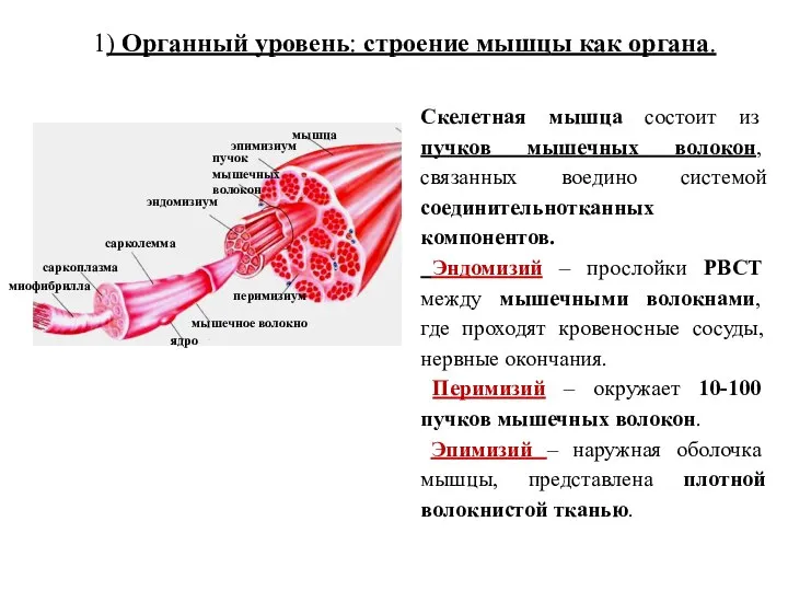 1) Органный уровень: строение мышцы как органа. Скелетная мышца состоит из пучков