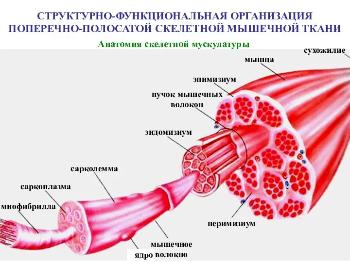 СТРУКТУРНО-ФУНКЦИОНАЛЬНАЯ ОРГАНИЗАЦИЯ ПОПЕРЕЧНО-ПОЛОСАТОЙ СКЕЛЕТНОЙ МЫШЕЧНОЙ ТКАНИ Анатомия скелетной мускулатуры сухожилие мышца эпимизиум