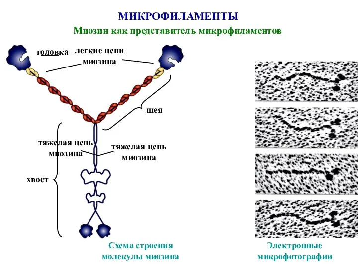 МИКРОФИЛАМЕНТЫ Миозин как представитель микрофиламентов тяжелая цепь миозина Схема строения молекулы миозина