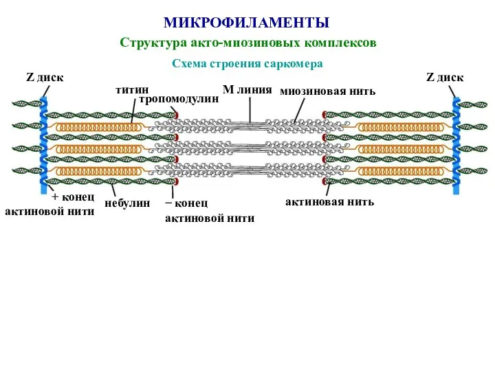 МИКРОФИЛАМЕНТЫ Структура акто-миозиновых комплексов Схема строения саркомера Z диск титин тропомодулин М