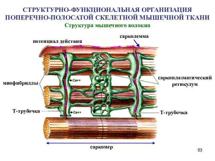 Структура мышечного волокна СТРУКТУРНО-ФУНКЦИОНАЛЬНАЯ ОРГАНИЗАЦИЯ ПОПЕРЕЧНО-ПОЛОСАТОЙ СКЕЛЕТНОЙ МЫШЕЧНОЙ ТКАНИ потенциал действия сарколемма