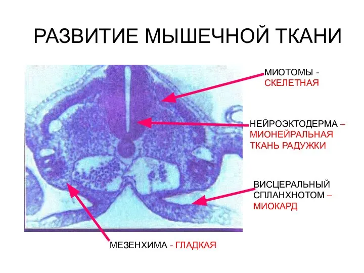 РАЗВИТИЕ МЫШЕЧНОЙ ТКАНИ