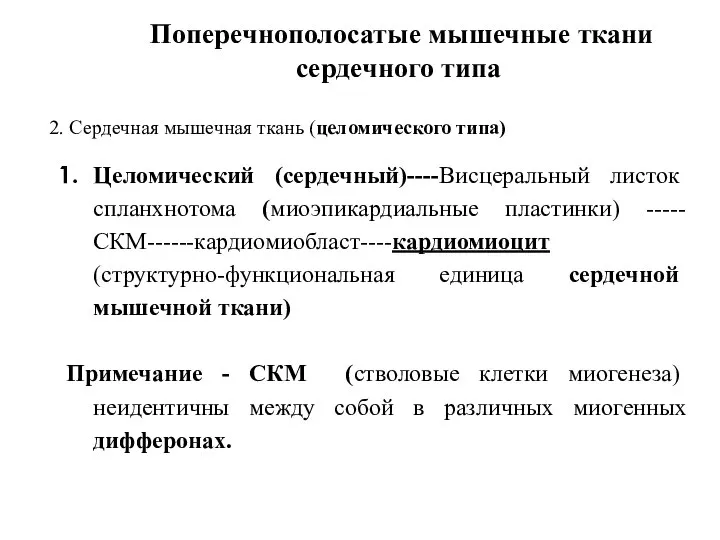 Поперечнополосатые мышечные ткани сердечного типа 2. Сердечная мышечная ткань (целомического типа) Целомический