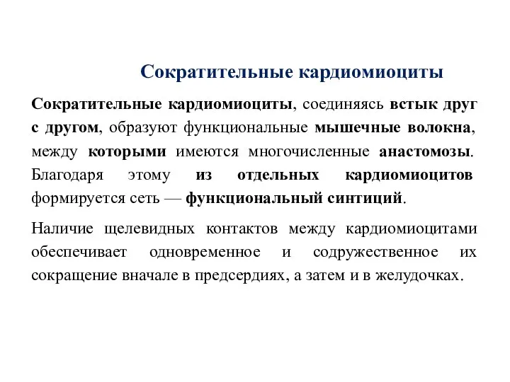 Сократительные кардиомиоциты Сократительные кардиомиоциты, соединяясь встык друг с другом, образуют функциональные мышечные