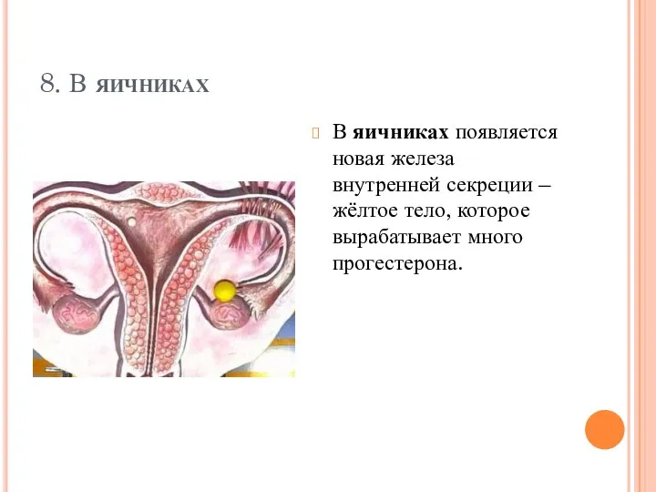 8. В яичниках В яичниках появляется новая железа внутренней секреции – жёлтое