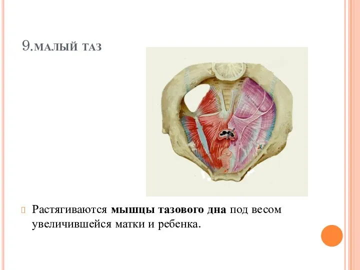 9.малый таз Растягиваются мышцы тазового дна под весом увеличившейся матки и ребенка.