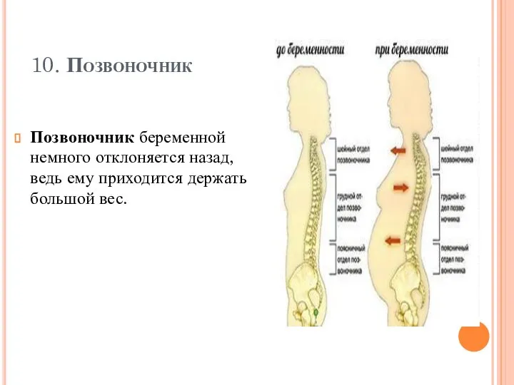 10. Позвоночник Позвоночник беременной немного отклоняется назад, ведь ему приходится держать большой вес.