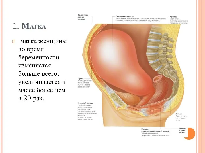 1. Матка матка женщины во время беременности изменяется больше всего, увеличивается в