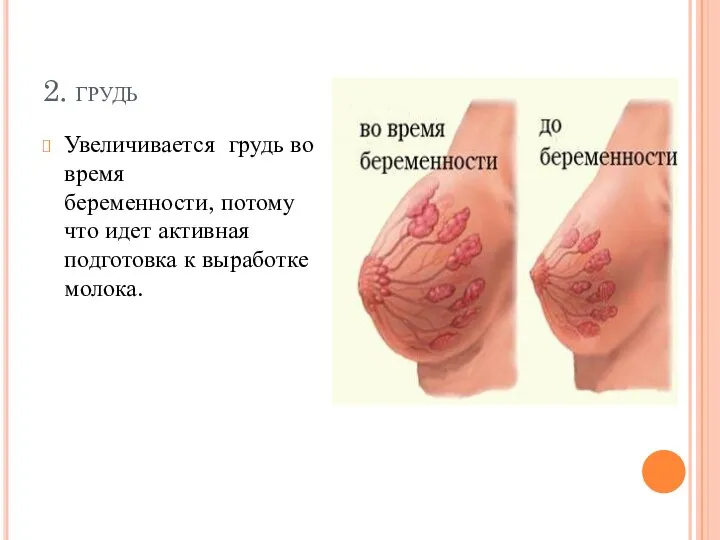 2. грудь Увеличивается грудь во время беременности, потому что идет активная подготовка к выработке молока.