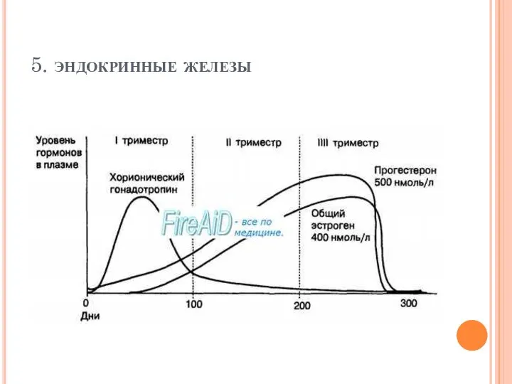 5. эндокринные железы