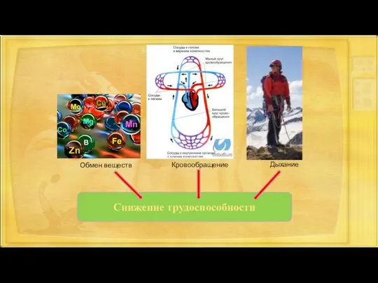 Обмен веществ Кровообращение Дыхание Снижение трудоспособности