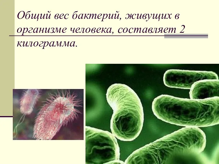Общий вес бактерий, живущих в организме человека, составляет 2 килограмма.