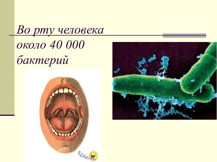 Во рту человека около 40 000 бактерий