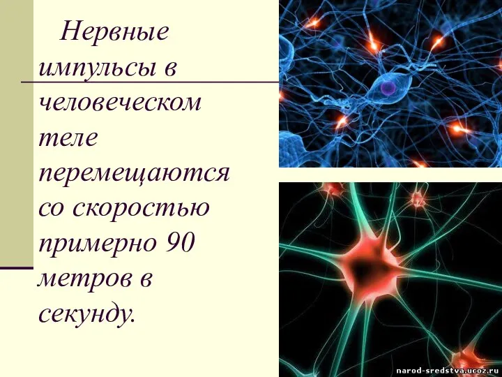 Hервные импульсы в человеческом теле перемещаются со скоростью примерно 90 метров в секунду.