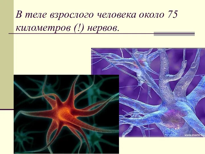 В теле взрослого человека около 75 километров (!) нервов.