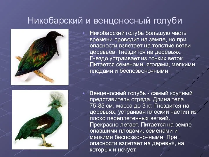 Никобарский и венценосный голуби Никобарский голубь большую часть времени проводит на земле,
