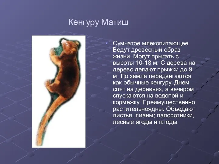Кенгуру Матиш Сумчатое млекопитающее. Ведут древесный образ жизни. Могут прыгать с высоты