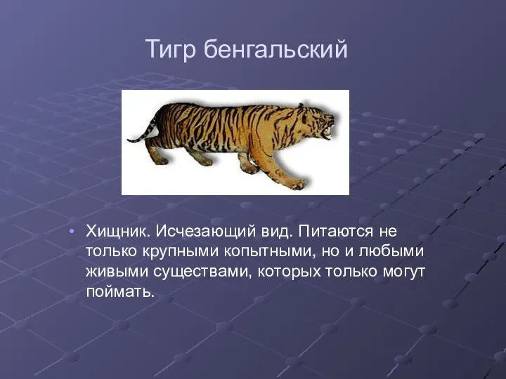 Тигр бенгальский Хищник. Исчезающий вид. Питаются не только крупными копытными, но и