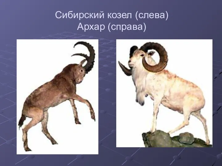 Сибирский козел (слева) Архар (справа)