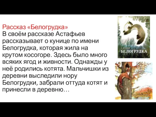 Рассказ «Белогрудка» В своём рассказе Астафьев рассказывает о кунице по имени Белогрудка,