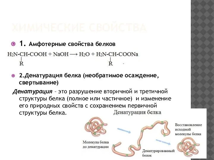 ХИМИЧЕСКИЕ СВОЙСТВА 1. Амфотерные свойства белков 2.Денатурация белка (необратимое осаждение, свертывание) Денатурация