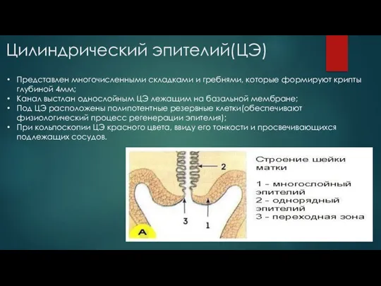 Цилиндрический эпителий(ЦЭ) Представлен многочисленными складками и гребнями, которые формируют крипты глубиной 4мм;