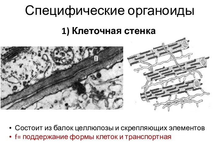 Специфические органоиды 1) Клеточная стенка Состоит из балок целлюлозы и скрепляющих элементов