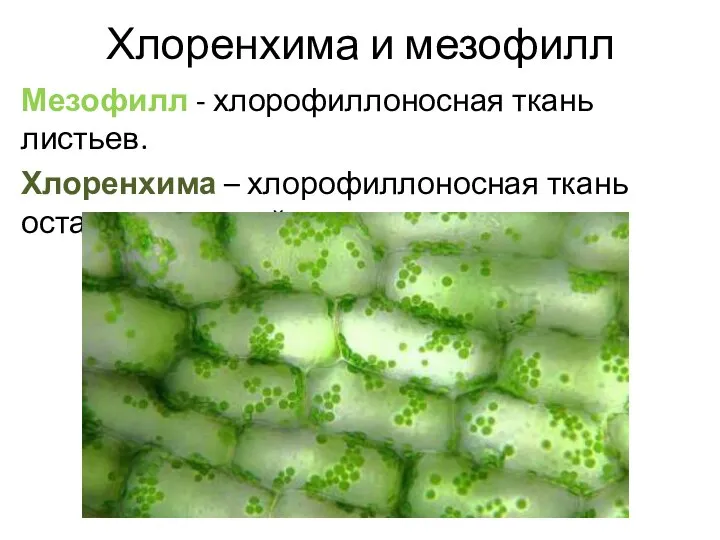 Хлоренхима и мезофилл Мезофилл - хлорофиллоносная ткань листьев. Хлоренхима – хлорофиллоносная ткань остальных частей растения.