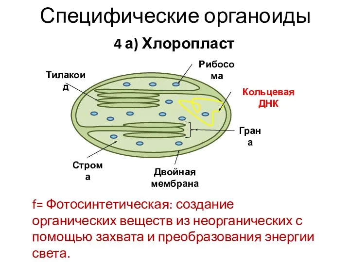 Специфические органоиды 4 а) Хлоропласт f= Фотосинтетическая: создание органических веществ из неорганических