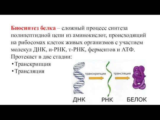 Биосинтез белка – сложный процесс синтеза полипептидной цепи из аминокислот, происходящий на