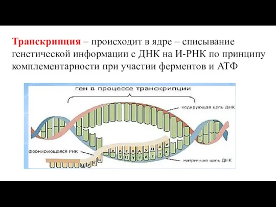 Транскрипция – происходит в ядре – списывание генетической информации с ДНК на