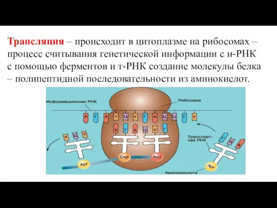 Трансляция – происходит в цитоплазме на рибосомах – процесс считывания генетической информации