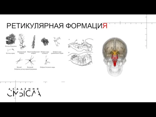 РЕТИКУЛЯРНАЯ ФОРМАЦИЯ