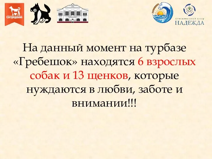 На данный момент на турбазе «Гребешок» находятся 6 взрослых собак и 13