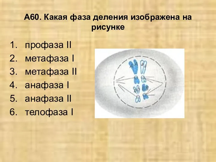А60. Какая фаза деления изображена на рисунке профаза II метафаза I метафаза