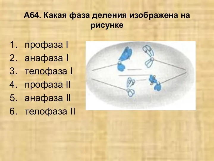 А64. Какая фаза деления изображена на рисунке профаза I анафаза I телофаза