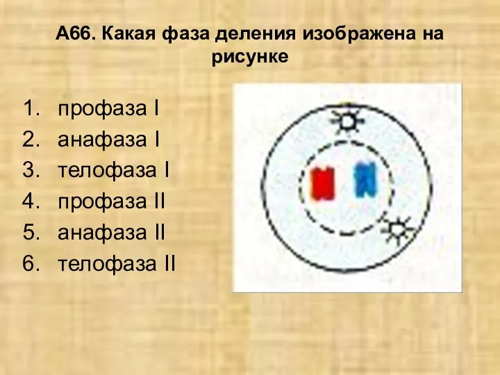 А66. Какая фаза деления изображена на рисунке профаза I анафаза I телофаза