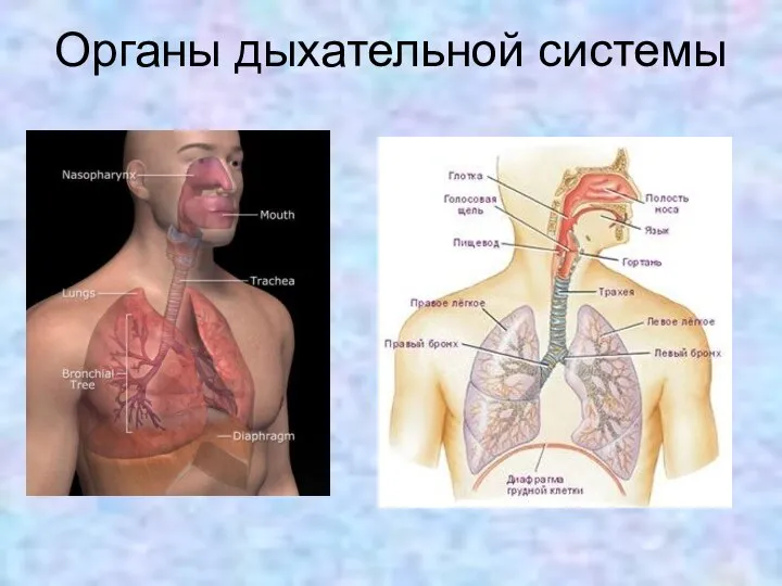 Органы дыхательной системы