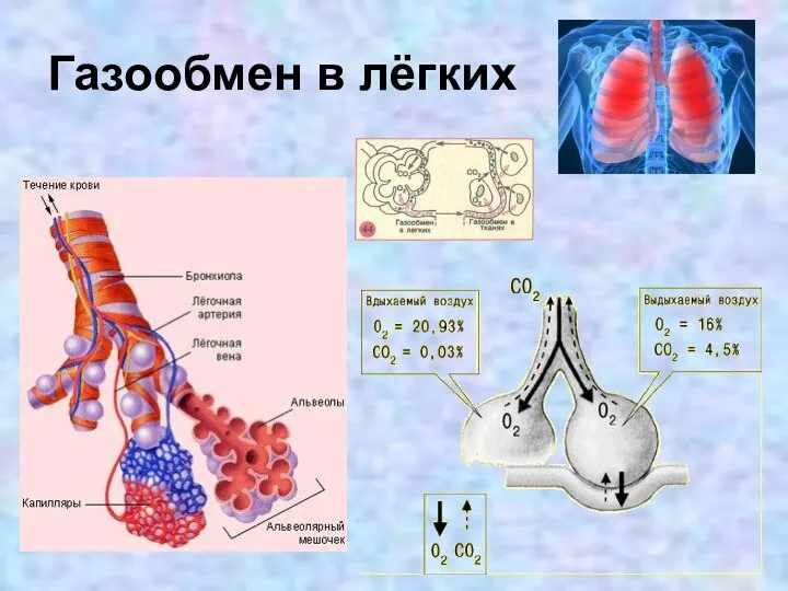 Газообмен в лёгких