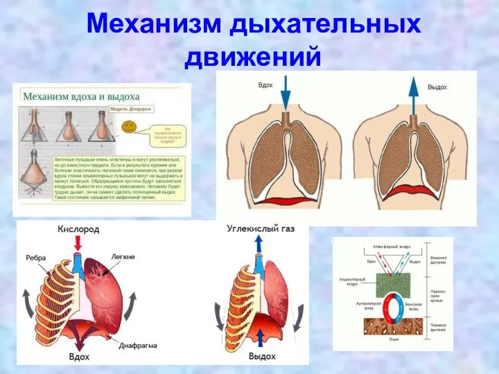 Механизм дыхательных движений