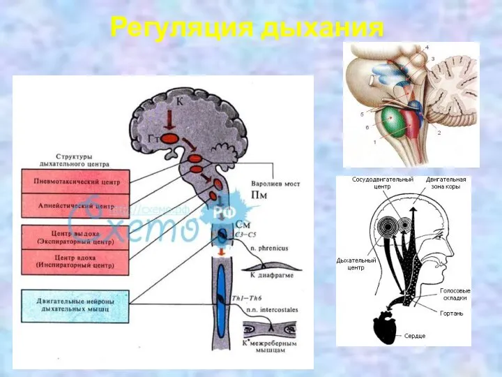 Регуляция дыхания